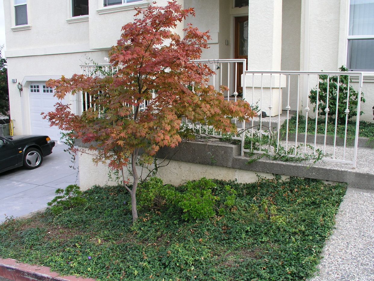 japanese maple.JPG