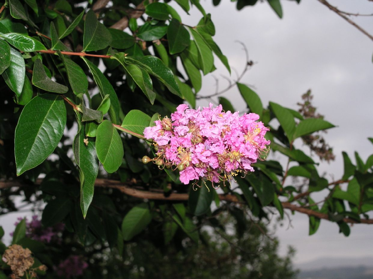 crape myrtle.JPG