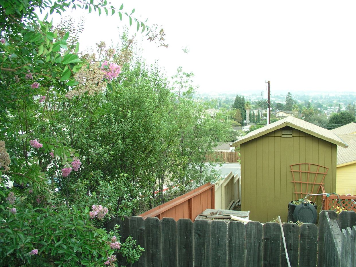 pittosporum nigricans.JPG