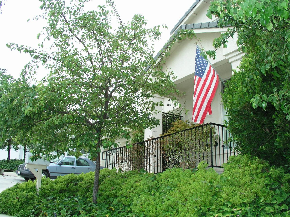 patriotic neighbour.JPG