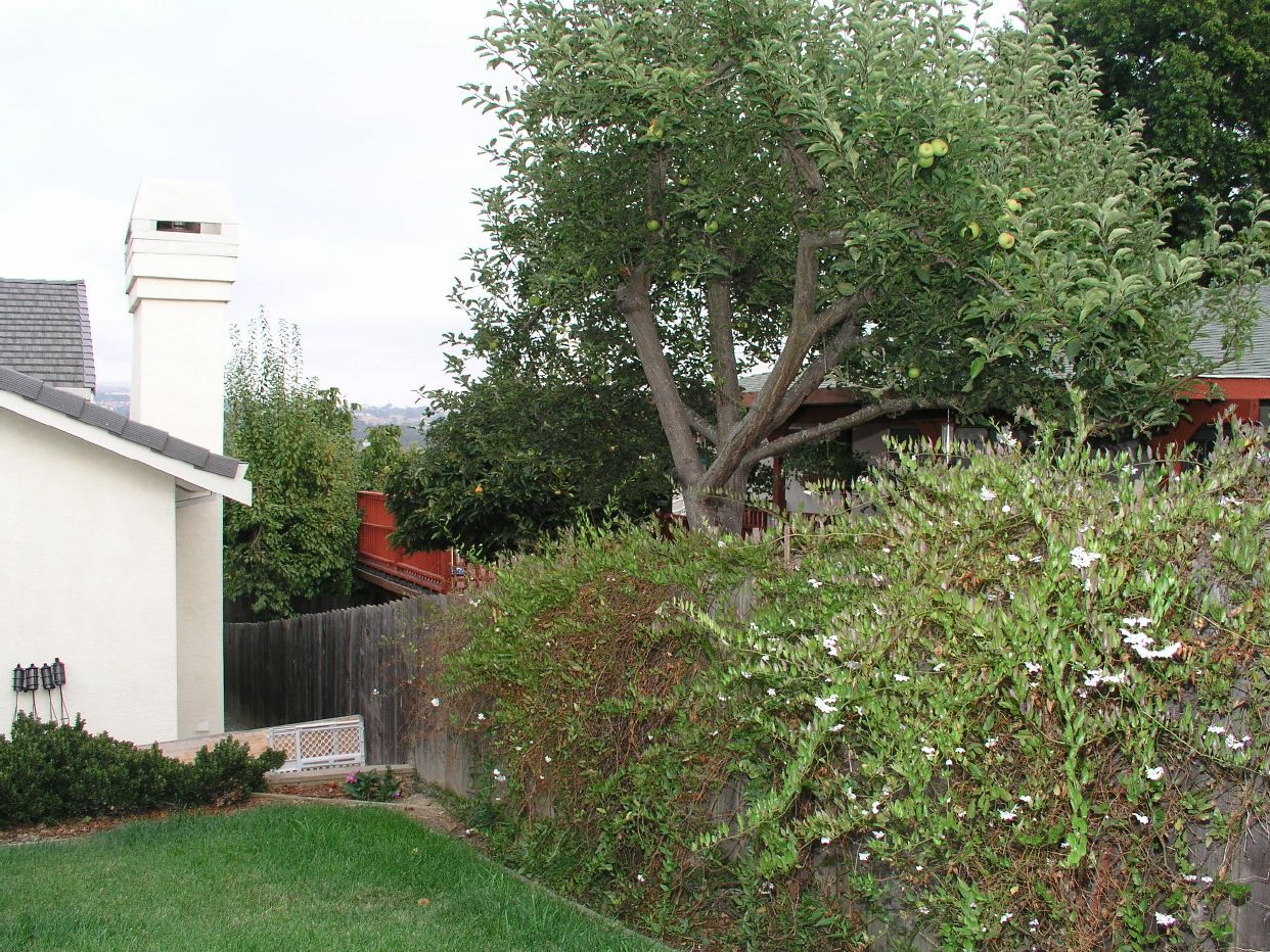 neighbors apples.JPG