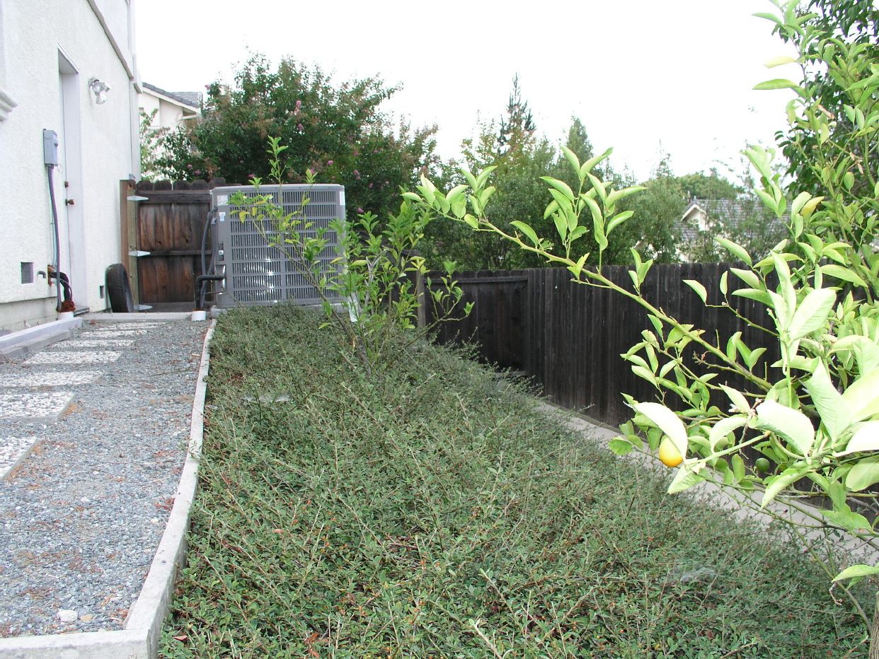 cotoneaster horiz.JPG