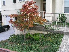 japanese maple.JPG