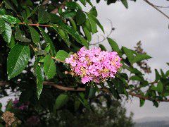 crape myrtle.JPG