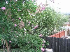 lagerstroemia fauriei.JPG