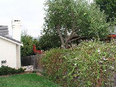 neighbors apples.JPG