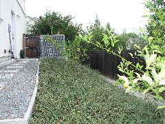 cotoneaster horiz.JPG