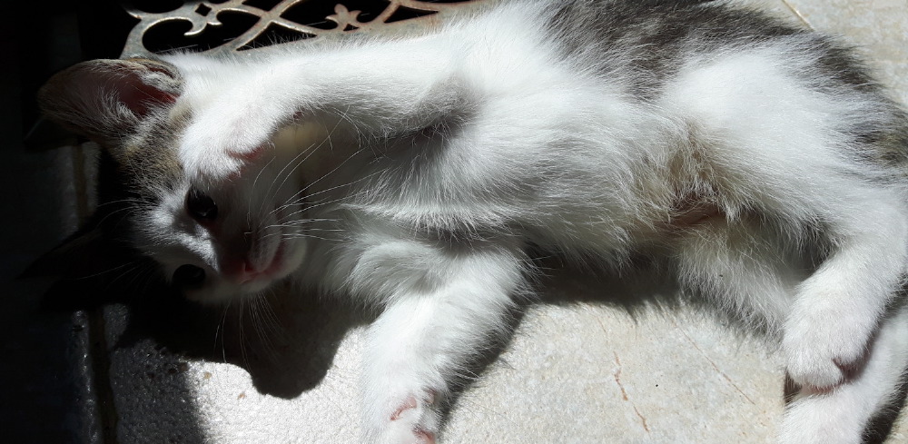 2017-05-12_11.27.56-1