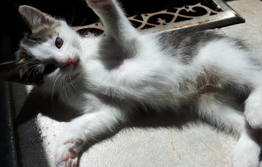 2017-05-12_11.27.56-2