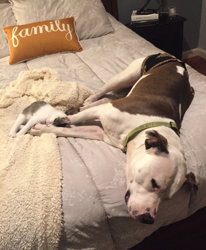 kitten_and_dexter_sleeping