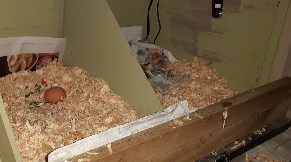 2017-01-18_2nd_egg_laid