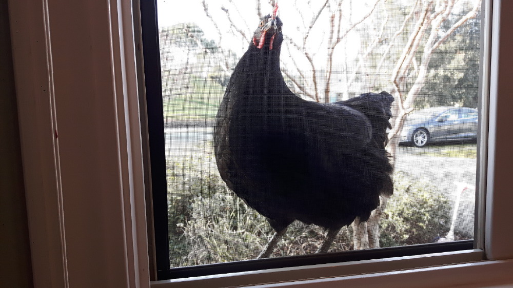 2017-01-30_hey_man__2ecb8f9