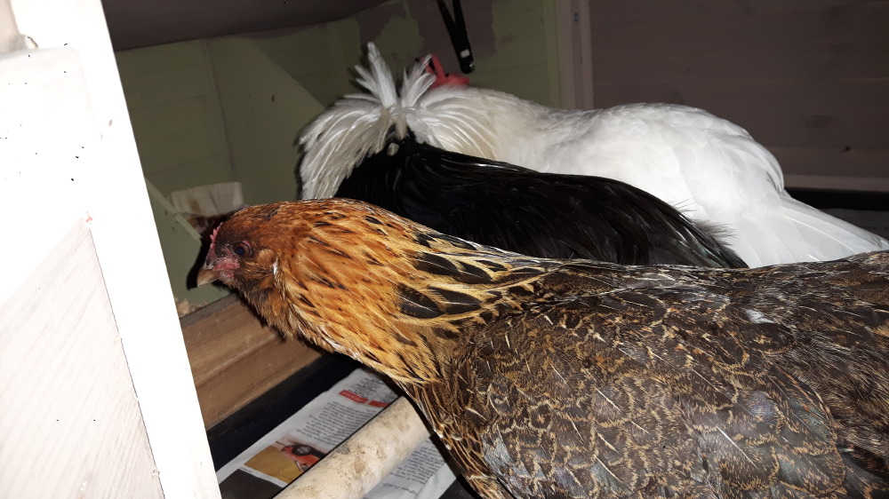 2017-09-17_20.39.40-1