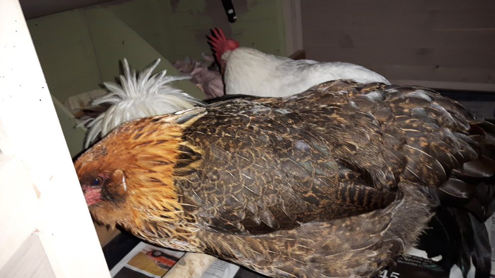 2017-09-17_20.40.02-1