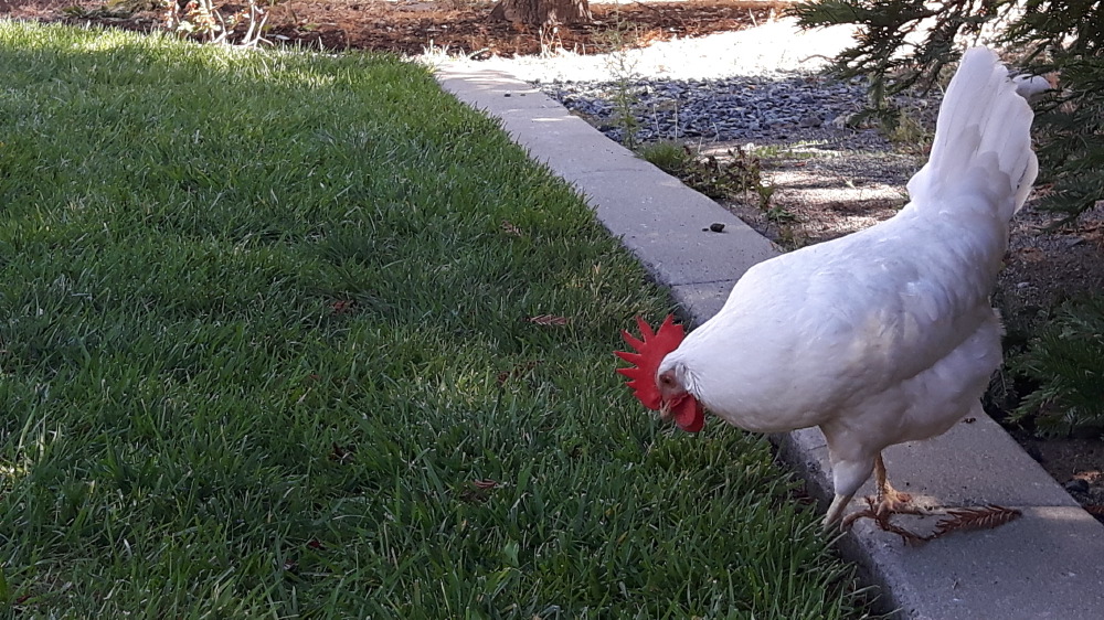 2017-09-18_11.13.21-1