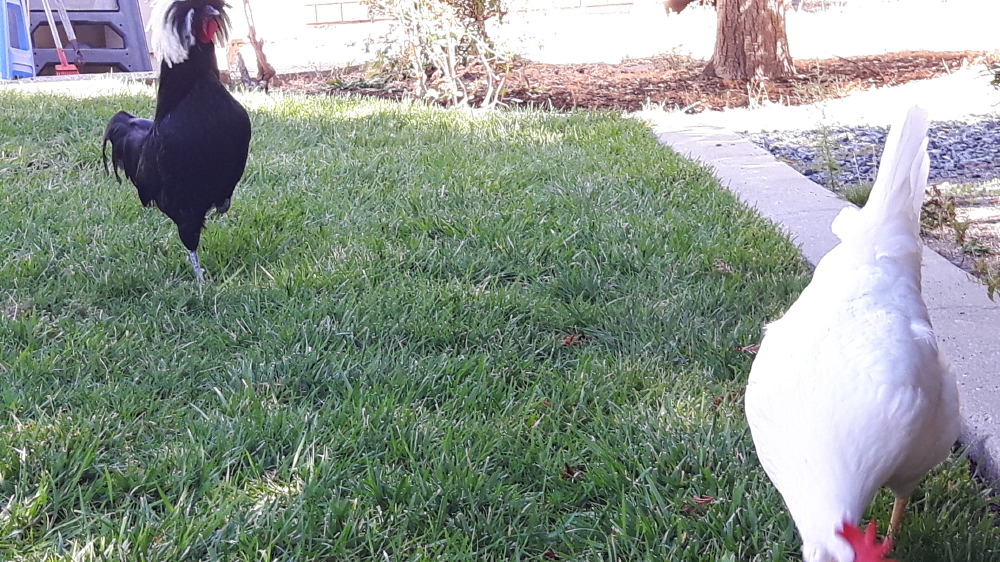 2017-09-18_11.13.25-1