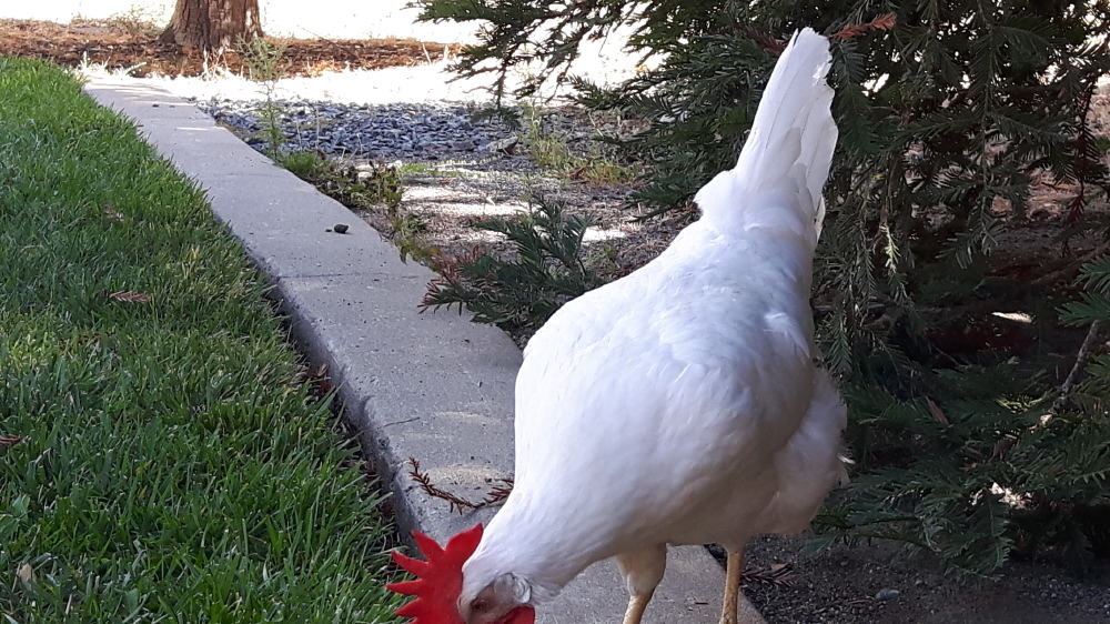 2017-09-18_11.13.37-1