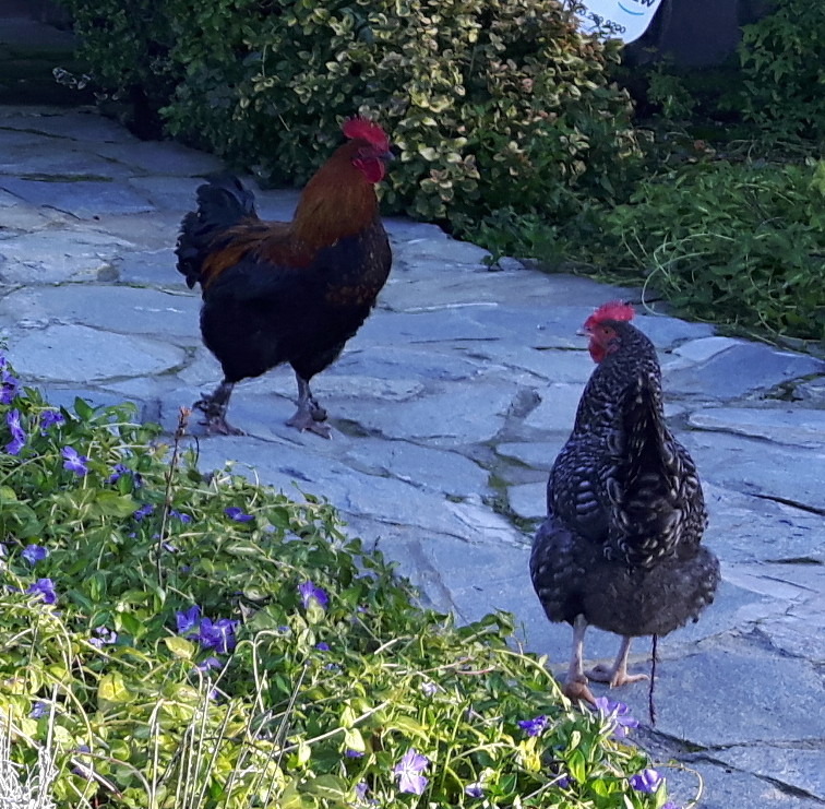 2018-03-23_lj_and_rooster