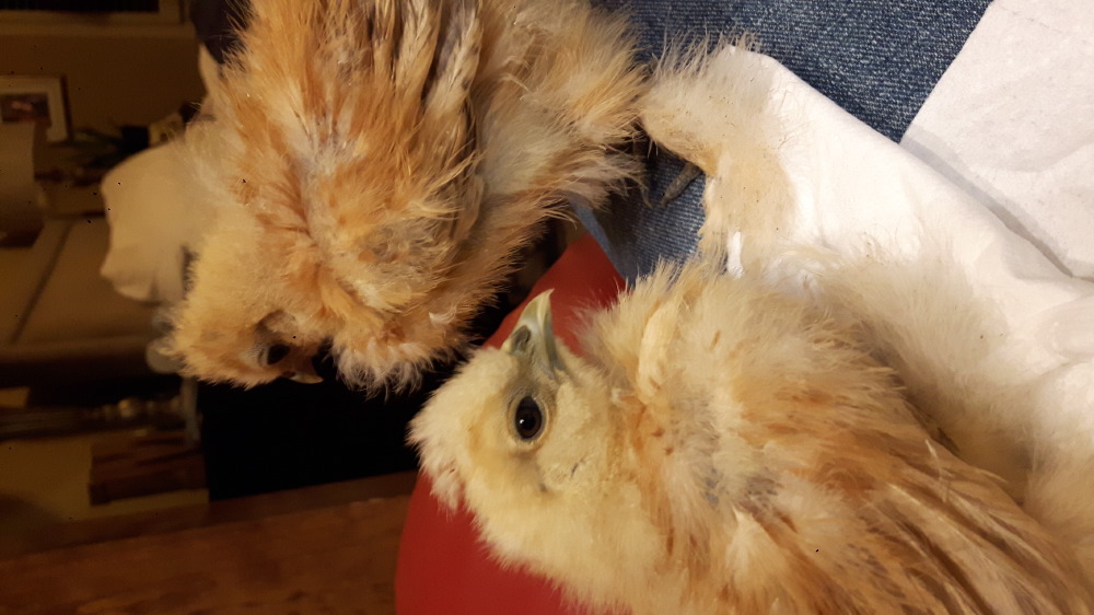 2018-05-01_23.06.43-1