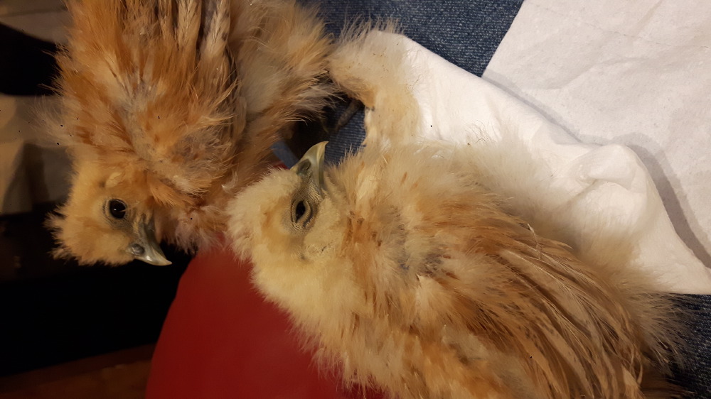 2018-05-01_23.07.06-1