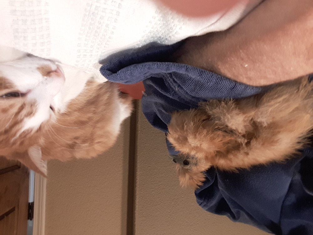 2018-05-24_08.47.24-1