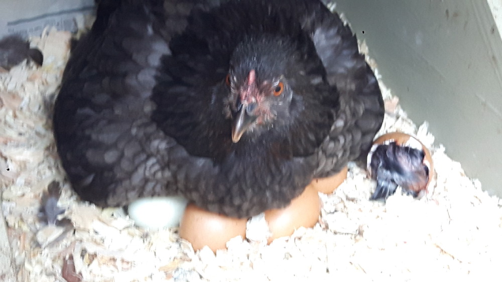 angry_mom_guarding__3631959