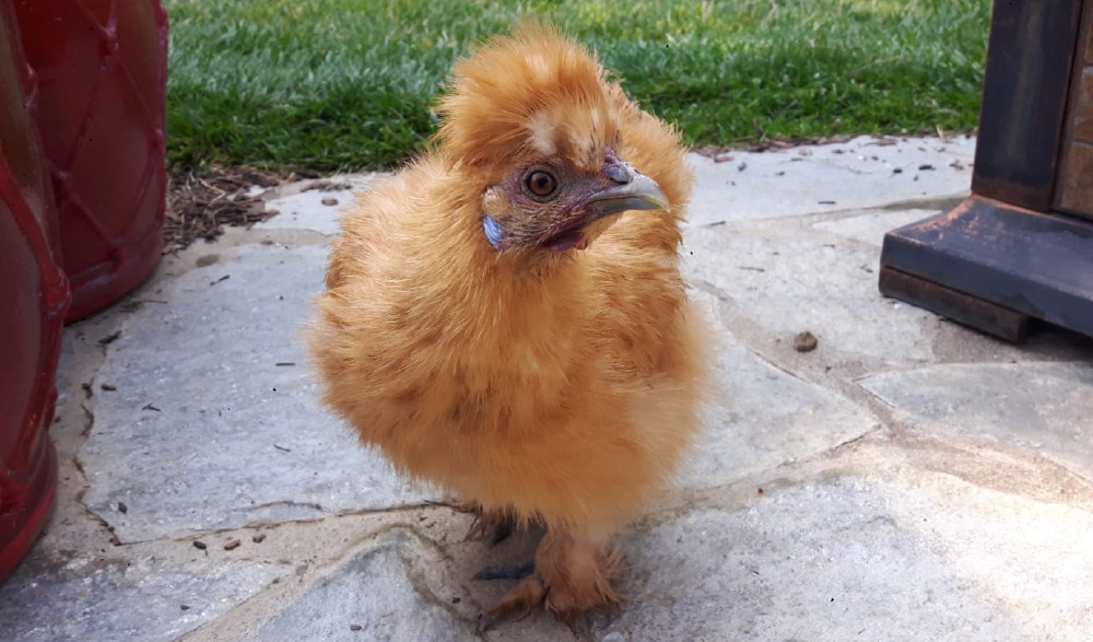 lovely_hair_10.07.10_(2)