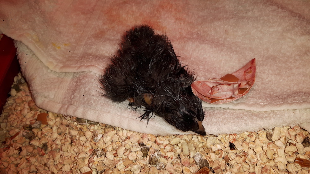 still_attached_to_yolk_sack