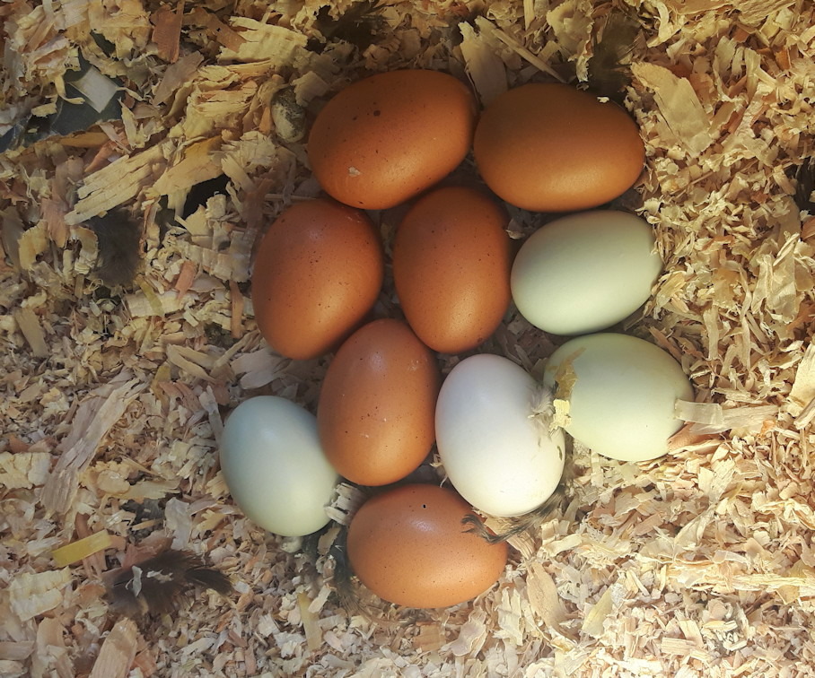 too_many_eggs_to_hatch