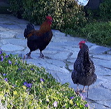 2018-03-23_lj_and_rooster