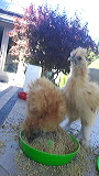 bantam_7_weeks
