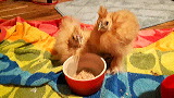 bantams_4_weeks