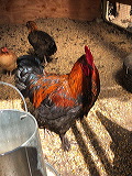 clark_rooster_side