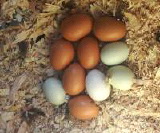 too_many_eggs_to_hatch