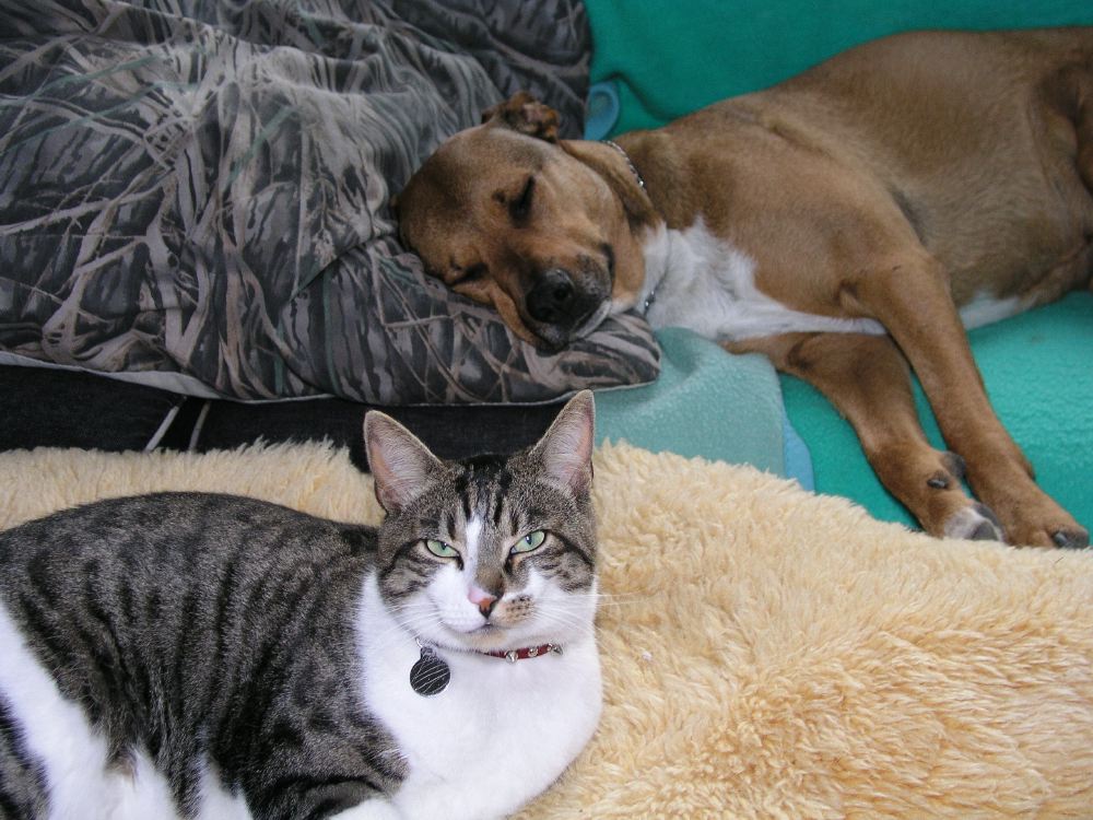 peace.dog.cat